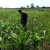 ANGGOTA POLSEK GRABAGAN SAMBANG DESA BINAAN, PANTAU LAHAN JAGUNG DAN MEMASTIKAN SISTEM IRIGASI MASIH LANCAR