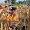 Dukung Ketahanan Pangan, Anggota Polsek Bancar Turun Langsung Bantu Warga Desa Ngampelrejo Panen Jagung