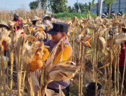 Dukung Ketahanan Pangan, Anggota Polsek Bancar Turun Langsung Bantu Warga Desa Ngampelrejo Panen Jagung
