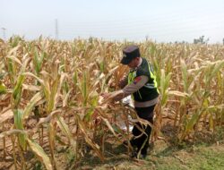 Polisi Polsek jenu Polres Tuban Turun ke Ladang, Dampingi Petani Jagung Dukung Ketahanan Pangan