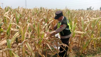 Polisi Polsek jenu Polres Tuban Turun ke Ladang, Dampingi Petani Jagung Dukung Ketahanan Pangan