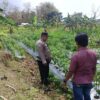 Polri Dukung Astacita, Polsek Grabagan Polresta Tuban Turun Cek Tanaman jagung milik Warga di Desa Grabagan