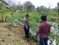 Polri Dukung Astacita, Polsek Grabagan Polresta Tuban Turun Cek Tanaman jagung milik Warga di Desa Grabagan