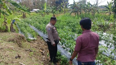 Polri Dukung Astacita, Polsek Grabagan Polresta Tuban Turun Cek Tanaman jagung milik Warga di Desa Grabagan