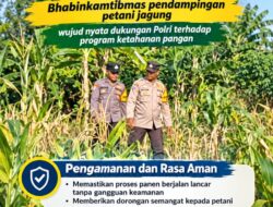 Mendukung Program Ketahanan Pangan, Bhabinkamtibmas Monitoring Pertumbuhan Jagung
