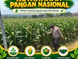 Polsek Bangilan Dukung Ketahanan Pangan Nasional, Pantau Tanaman Jagung Warga