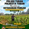 Polsek Tuban Pantau Lahan Jagung, Dukung Program Ketahanan Pangan Nasional