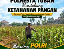 Polsek Tuban Pantau Lahan Jagung, Dukung Program Ketahanan Pangan Nasional