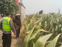 Polisi Polsek jenu Polres Tuban Turun ke Ladang, Dampingi Petani Jagung Dukung Ketahanan Pangan