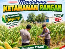 Unit Binmas Polsek Senori Polresta Tuban Memantau Tanaman Jagung Milik Warga Desa Sendang Kecamatan Senori Guna Mendukung Program Ketahanan Pangan