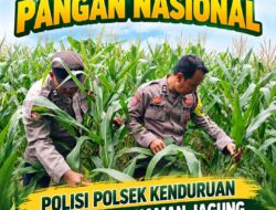 Dukung Ketahanan Pangan Nasional, Polsek Kenduruan Polresta Tuban Pantau Perkembangan Tanaman Jagung Warga