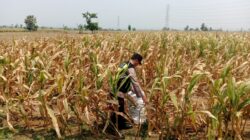 Polisi Polsek jenu Polres Tuban Turun ke Ladang, Dampingi Petani Jagung Dukung Ketahanan Pangan