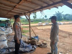 Dukung Asta Cita Presiden, Bhabinkamtibmas Polsek Tambakboyo Dampingi Petani Jagung Saat Panen dan Jemur Hasil Panen