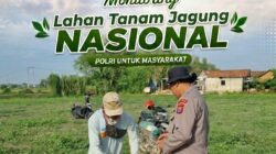 Perkuat Ketahanan Pangan, Bhabinkamtibmas Polsek Bancar Monitoring Lahan Tanam Jagung di Desa Cingklung