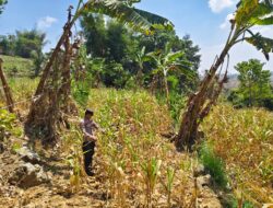 ANGGOTA POLSEK GRABAGAN SAMBANG DESA BINAAN, PANTAU LAHAN JAGUNG DAN MEMASTIKAN SISTEM IRIGASI MASIH LANCAR