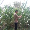 Anggota Polsek Singgahan Polresta Tuban Turun Cek Tanaman jagung Warga di Desa Mulyorejo