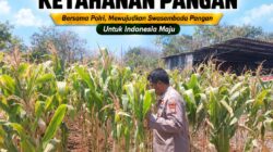 Polsek Tuban Pantau Lahan Jagung, Dukung Program Ketahanan Pangan Nasional