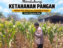 Polsek Tuban Pantau Lahan Jagung, Dukung Program Ketahanan Pangan Nasional