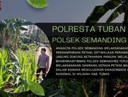 Polsek Kenduruan Polresta Tuban Dukung Ketahanan Pangan, Aipda Sumindar Cek Perkembangan Tanaman Jagung Warga .