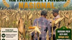Dukung Ketahanan Pangan Nasional, Polsek Bancar Turun Ke Lahan Jagung Warga Desa Ngujuran