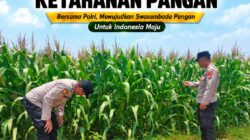 Polsek Tuban Dukung Ketahanan Pangan, Bhabinkamtibmas Monitoring Tanaman Jagung