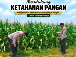 Polsek Tuban Dukung Ketahanan Pangan, Bhabinkamtibmas Monitoring Tanaman Jagung