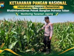 Dukung Ketahanan Pangan Nasional, Polsek Bangilan Monitoring Tanaman Jagung Warga