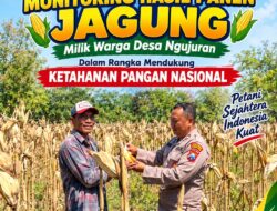 Perkuat Ketahanan Pangan Nasional, Aipda Mariyono Bersama Warga Ngujuran Panen Jagung Raya
