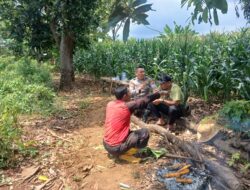 Dukung Asta Cita Presiden, Bhabinkamtibmas Polsek Tambakboyo Dampingi Petani Jagung di Lahan