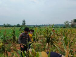 Dukung Ketahanan Pangan Nasional, Bripda Shandy Polsek Bancar Monitoring Panen Jagung di Latsari