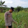 Bhabinkamtibmas Polsek Kenduruan Polresta Tuban Cek Tanaman Jagung Warga, Dukung Ketahanan Pangan Nasional . .