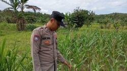 Bhabinkamtibmas Polsek Kenduruan Polresta Tuban Cek Tanaman Jagung Warga, Dukung Ketahanan Pangan Nasional . .