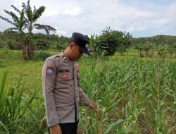 Bhabinkamtibmas Polsek Kenduruan Polresta Tuban Cek Tanaman Jagung Warga, Dukung Ketahanan Pangan Nasional . .