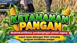 Mendukung Program Ketahanan Pangan, Bhabinkamtibmas Monitoring Pertumbuhan Jagung