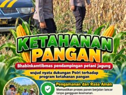 Mendukung Program Ketahanan Pangan, Bhabinkamtibmas Monitoring Pertumbuhan Jagung