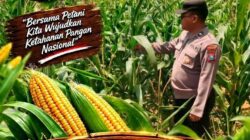 Kawal Swasembada Pangan, Polsek Jatirogo Pantau Langsung Tanaman Jagung di Desa Demit