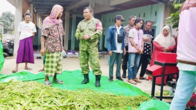 Teknologi Silase Buka Peluang Baru bagi Peternak Eyat Mayang
