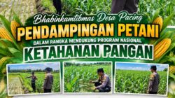 Polsek Parengan Polresta Tuban Turun Langsung Cek Tanaman Jagung Warga