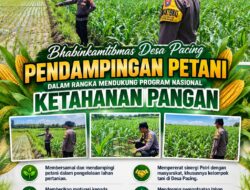Polsek Parengan Polresta Tuban Turun Langsung Cek Tanaman Jagung Warga