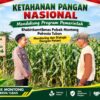 Mendukung Asta Cita Presiden bhabinkamtibmas Polsek Montong Polresta Tuban Pantau Kodisi Tanaman Jagung Milik Warga Desa pakel