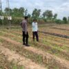 Dukung Asta Cita Presiden, Polsek Tambakboyo Aktif Dampingi Petani Manfaatkan Lahan Pekarangan