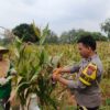 Dukung Ketahanan Pangan Nasional, Personel Polsek Bancar Turun Ke Lahan Bantu Warga Desa Siding Panen Jagung