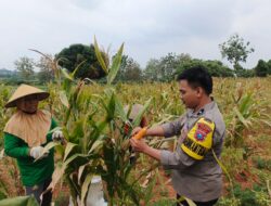 Dukung Ketahanan Pangan Nasional, Personel Polsek Bancar Turun Ke Lahan Bantu Warga Desa Siding Panen Jagung