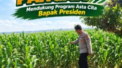 Polri Dukung Astacita, Polsek Merakurak Polresta Tuban Turun Cek Tanaman Jagung Warga di Desa Tuwiri Wetan