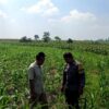 Polsek Grabagan Polresta Tuban Turun Langsung Cek Tanaman Jagung Warga
