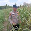 Dukung Astacita Presiden, Petugas Polmas Polsek Kenduruan Polresta Tuban Cek Perkembangan Tanaman Jagung Milik Petani .