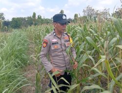 Dukung Astacita Presiden, Petugas Polmas Polsek Kenduruan Polresta Tuban Cek Perkembangan Tanaman Jagung Milik Petani .