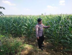 Polri Dukung Astacita, Polsek Merakurak Polresta Tuban Turun Cek Tanaman Jagung Warga di Desa Tuwiri Wetan