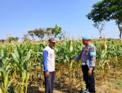 Dukung Program Astacita Presiden, Petugas Polmas Desa Bendonglateng Polsek Kenduruan Polresta Tuban Cek Perkembangan Tanaman Jagung Milik Petani .