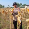Dukung Program Ketahanan Pangan Nasional, Anggota Polsek Bancar Turun Ke Lahan Panen Jagung Bersama Warga Cingklung